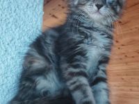 Kätzchen Maine coon Kira