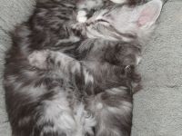 Maine Coons of Daisytown