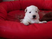 Schweizer weiße Schäferhunde