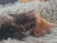 Maine Coon Kitten