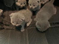 BKH Kitten mit Stammbaum