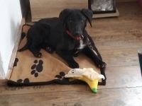 Lorello sucht seine Familie ❤️