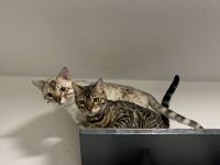 Bengal Paar (Katze/Kater)