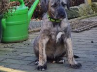 Irish Wolfhound Welpen Irischer Wolfshund