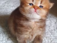 Britisch Kurz und Langhaar Babys mit Stammbaum