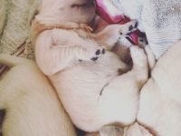 Golden Retriever Welpen Ahnentafel