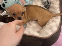 Hundewelpe zu verkaufen