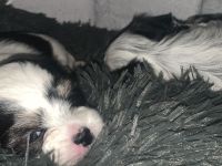 4 Chihuahua-Malteser Welpen