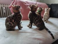 Reinrassige Bengal Kitten mit Stammbäume