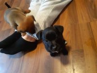 Jack Russel Terrier Mix