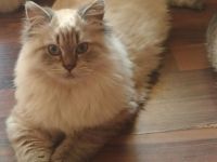 BKH von der Rosenalle