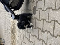 Border Collie Welpen