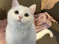 BKH Kater mit Stammbaum