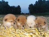 Reinrassige Shiba Inu Welpen