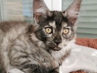 Maine Coon Kitten