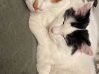 Zwei Kater (Brüder)