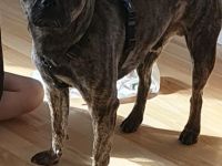 Französisch Bulldoggen Mix