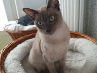 2Tonkanesen  Kater & 1 Mädchen