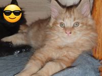 Reinrassige Maine Coon Kitten mit Stammbaum