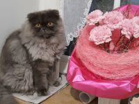 Perser Kätzchen 8Monate alt geimpft
