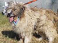 WUSCHEL sucht einfühlsames Zuhause!