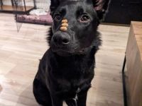 Vegeta(Deutscher Schäferhund/Bordercollie)