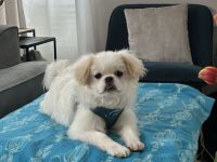 Loui der lustige Pekinese