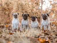 Maybecks Aktiv Mops Naturpark Bergisches Land