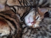 Bengalkitten in liebevolle Hände abzugeben.