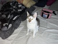 2 Katzen Europäisch Kurzhaar