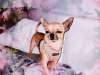 Mini Chihuahua sucht bestes Zuhause