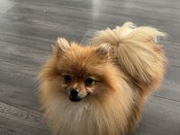 Pomeranian