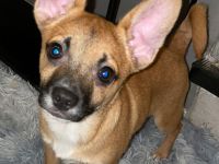 Spitzbullis suchen neues Zuhause