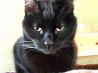 Flika und Rina, Lackfellchen