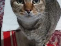 Bimba, Asthmatikerin