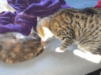 Geschwisterpaar sucht Liebevolles Zuhause