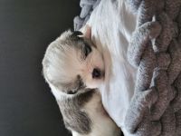 Bolonka Zwetna Mix Welpen