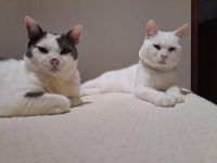 Yeti und Timbo, FelV positiv