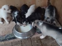 Wurfankündigung Husky Welpen