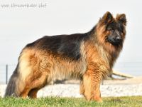 ALTDEUTSCHER SCHÄFERHUND DECKRÜDE / LANGATOCKHAAR SCHÄFERHUND DECKRÜDE