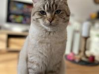 Deckkater BKH silver shaded