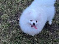 Pomeranian
