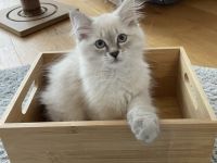 Neva masquarade kitten Kätzchen Kater