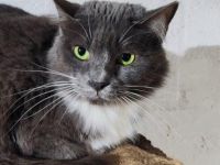 Julietta, Katzenerfahrung erwünscht