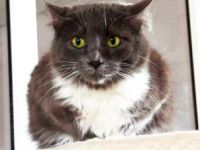 Julietta, ängstliche Fellnase sucht geduldigen Dosenöffner