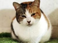 Glückskatze Eira sucht Menschen mit Katzenerfahrung