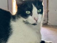 Evan, FIV positiv