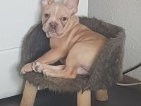 Französische Bulldogge Welpe Rüde mit At