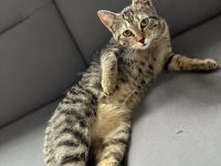 Geschwister Hauskatzen