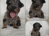 Goldencollie Aussiedor Welpen/ Familenhunde/ AustralienSheperd/ Labrador/ GoldenRetriever